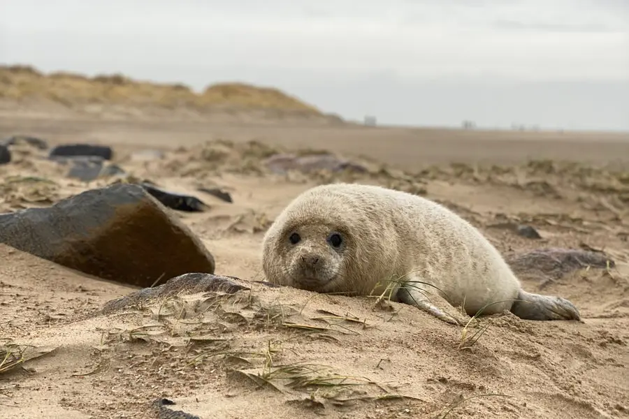 Zeehonden Robben Waddenzee
