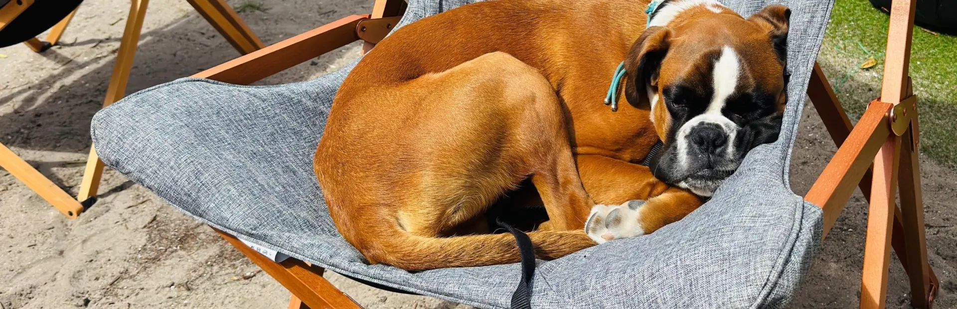 Kamperen met hond Friesland vierkanter