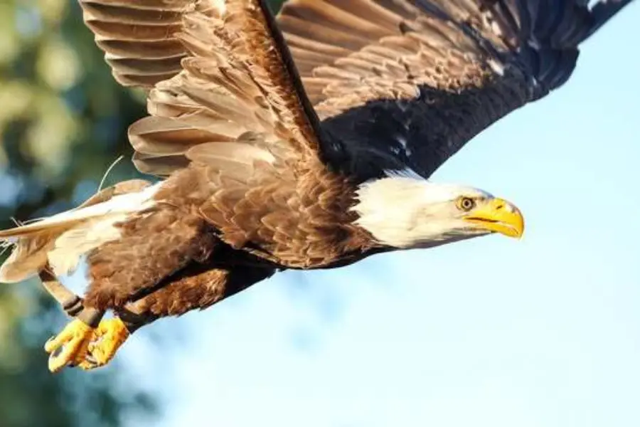 Roofvogelshow recreatieprogramma camping Friesland